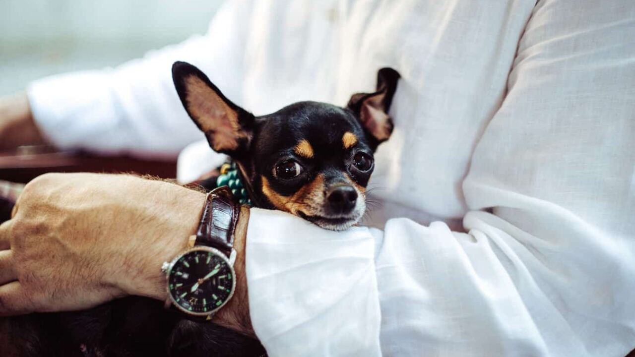Amener son chien au travail, une bonne idée ?